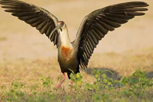 Buff-necked ibis (Theristicus caudatus) with wings outstretched, Pocone, Brazil