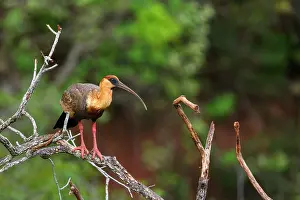 Threskiornithidae Prints: Buff-necked ibis (Theristicus caudatus) perched in tree