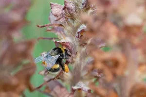 Orobanchaceae Prints: Buff-tailed bumble bee (Bombus terrestris) worker nectaring on Greater broomrape (Orobanche rapum-genistae) flower