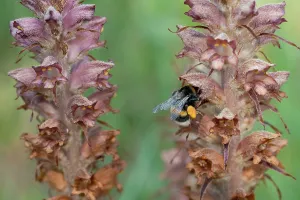 Orobanchaceae Prints: Buff-tailed bumble bee (Bombus terrestris) worker nectaring on Greater broomrape (Orobanche rapum-genistae) flower