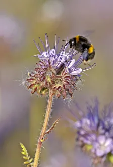 Buff-tailed bumble bee (Bombus terrestris) worker feeding on nectar from a Scorpionweed