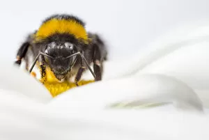 Antennae Gallery: Buff-tailed Bumblebee (Bombus terrestris) worker feeding on Ox-eye Daisy (Leucanthemum vulgare)