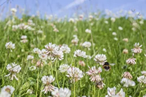 Apidae Collection: Buff tailed bumblebee (Bombus terrestris) flying to Clover (Trifolium sp.), Monmouthshire