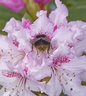 Buff tailed bumblebee (Bombus terrestris) queen nectaring on Rhododendron (Rhododendron sp)