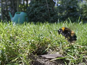 Apidae Collection: Buff-tailed bumblebee (Bombus terrestris) queen about to land at her nest burrow in a