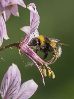 Apid Bee Gallery: Buff-tailed bumblebee (Bombus terrestris) visiting flower of Dittany (Dictamnus albus), Umbria