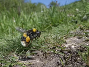 Images Dated 25th January 2022: Buff-tailed bumblebee (Bombus terrestris) worker flying to its burrow on chalk grassland hillside