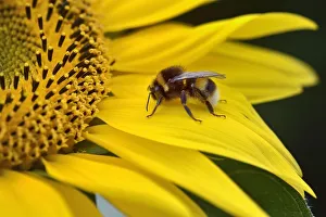 Bumble Bee Prints: Buff-tailed bumblebee (Bombus terrestris) on flower petal, Vendee, France, August