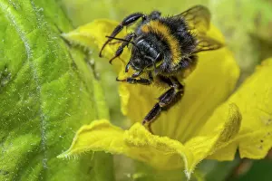Cucurbitales Prints: Buff-tailed bumblebee (Bombus terrestris) nectaring on Cucumber (Cucumis sativus) flower