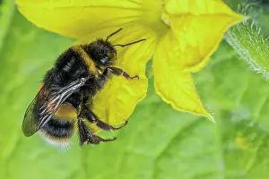 Cucurbitales Prints: Buff-tailed bumblebee (Bombus terrestris) nectaring on Cucumber (Cucumis sativus) flower
