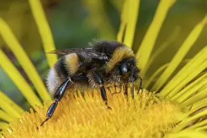 Bumble Bee Prints: Buff-tailed bumblebee (Bombus terrestris) nectaring on flower, Monmouthshire, Wales, UK