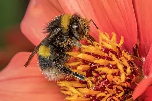 Bumble Bee Prints: Buff-tailed bumblebee (Bombus terrestris) nectaring on flower (Dahlia sp)