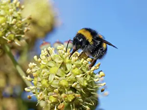 Climbers Prints: Buff-tailed bumblebee (Bombus terrestris) nectaring on Ivy flowers (Hedera helix) in a hedge