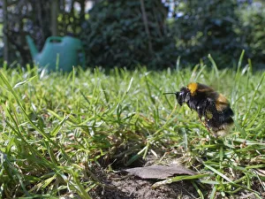 Bumble Bee Prints: Buff-tailed bumblebee (Bombus terrestris) queen about to land at her nest burrow in a