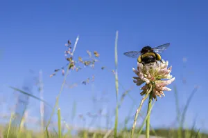 Bumble Bee Prints: Buff tailed bumblebee (Bombus terrestris) visiting Clover (Trifolium) flower in unmown lawn