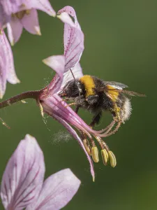 Bumble Bee Prints: Buff-tailed bumblebee (Bombus terrestris) visiting flower of Dittany (Dictamnus albus)