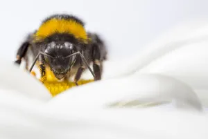 Bumble Bee Prints: Buff-tailed Bumblebee (Bombus terrestris) worker feeding on Ox-eye Daisy (Leucanthemum vulgare)