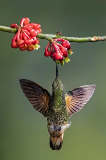 Grace Prints: Buff-tailed coronet (Boissonneaua flavescens) drinking nectar from a flower. Mindo