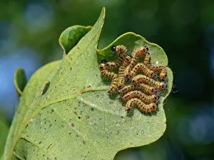Noctuid Prints: Buff-tip moth (Phalera bucephala) caterpillars feeding on a Pedunculate oak (Quercus robur) leaf