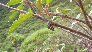 Eupulmonata Prints: Bulimulid land snail (Naesiotus sp)