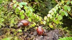 Eupulmonata Prints: Three Bulimulid land snails (Naesiotus unifasciatus) resting on a rock