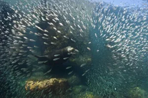 Catalogue3 Prints: A bull California sealion (Zalophus californianus) bursting through a school of baitfish