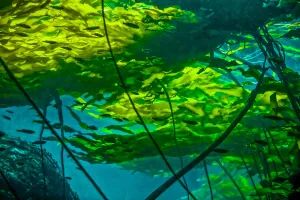 Bull kelp canopy (Nereocystis luetkeana) floating on the surface providing protective