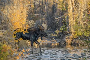 Antlers Prints: Bull moose (Alces alces) crossing a mountain creek at sunset