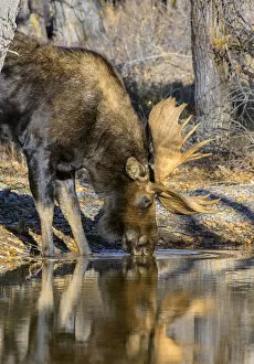 Bull Moose (Alces alces) drinking from mountain stream, Grand Teton National Park, Wyoming, USA. October