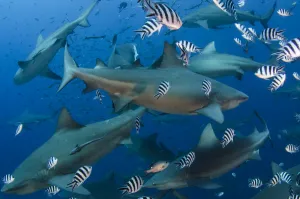 Carcharhinus Prints: Bull sharks (Carcharhinus leucas) in Beqa (Benga) Lagoon, a reserve where sharks