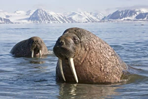 Images Dated 24th October 2018: Bull Walrus (Odobenus rosmarus) in coastal waters off Spitsbergen. Arctic Norway, June