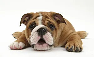 Images Dated 18th August 2010: Bulldog pup, age 11 weeks, lying with chin on the floor