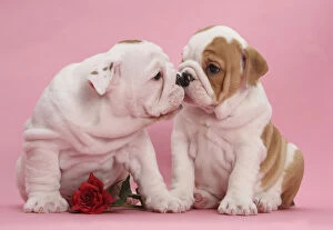 Puppies Collection: Bulldog puppies with red rose, kissing