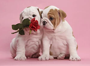 Puppies Gallery: Bulldog puppies with red rose, on pink background