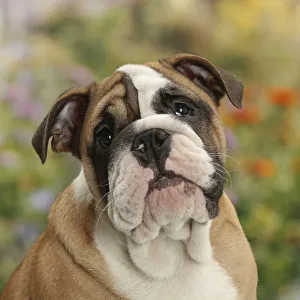 Bulldog puppy, 12 weeks, with background of flowers