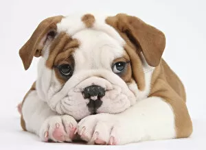 Images Dated 12th December 2013: Bulldog puppy with chin on paws, against white background