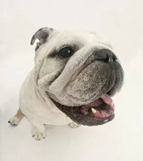 Animal Portrait Gallery: Bulldog staring up at the camera