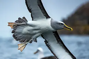 Diomedea Bulleri Prints: Buller's albatross (Thalassarche bulleri) in flight over water