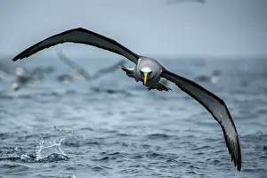 Diomedea Bulleri Prints: Buller's albatross (Thalassarche bulleri) flying low over the ocean