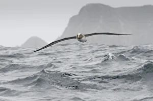 Bullers albatross (Thalassarche bulleri) flying over sea, Chatham Islands, off