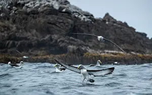 Diomedea Bulleri Prints: Buller's albatross (Thalassarche bulleri) landing on sea surface with rocky shore behind
