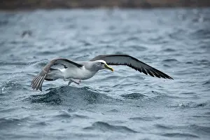 Taking Off Prints: Buller's albatross (Thalassarche bulleri) taking off from ocean surface