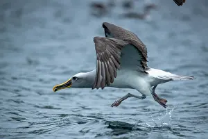 Taking Off Prints: Buller's albatross (Thalassarche bulleri) taking off from ocean surface