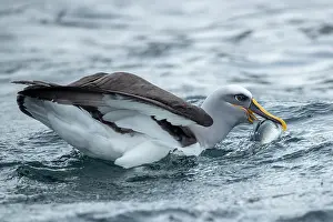 Diomedea Bulleri Prints: Buller's albatross (Thalassarche bulleri) on water holding a fish in its beak