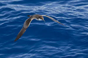 Bullers shearwater (Puffinus bulleri) in flight low over the water, showing upperwing