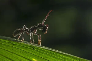 Images Dated 14th August 2016: Bullet ant (Paraponera clavata) with prey, lowland rainforests, Southeastern Nicaragua