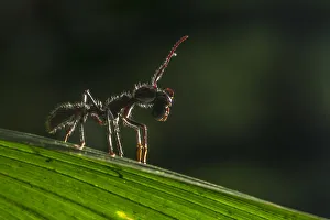 Images Dated 14th August 2016: Bullet ant (Paraponera clavata) with prey, lowland rainforests, Southeastern Nicaragua