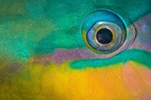 2018 March Highlights Collection: Bullethead parrotfish (Chlorurus sordidus) male, close up of eye, whilst sleeping at night