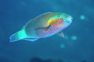 Scaridae Prints: Bullethead parrotfish (Chlorurus sordidus) male