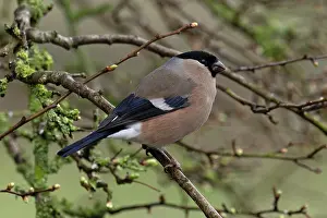 Carduelinae Prints: Bullfinch (Pyrrhula pyrrhula) female, perched on branch, Norfolk, England, UK. March